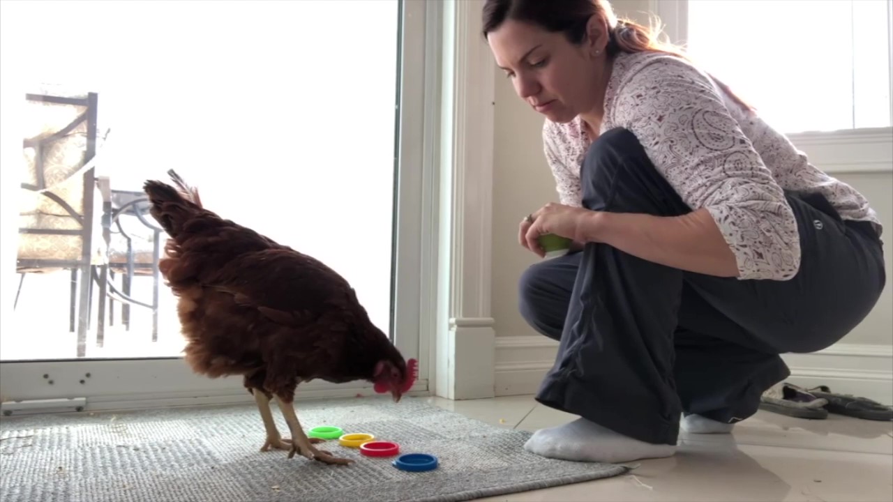 Featured image for “Concept Training Across Species”