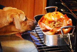 Give thanks for pets