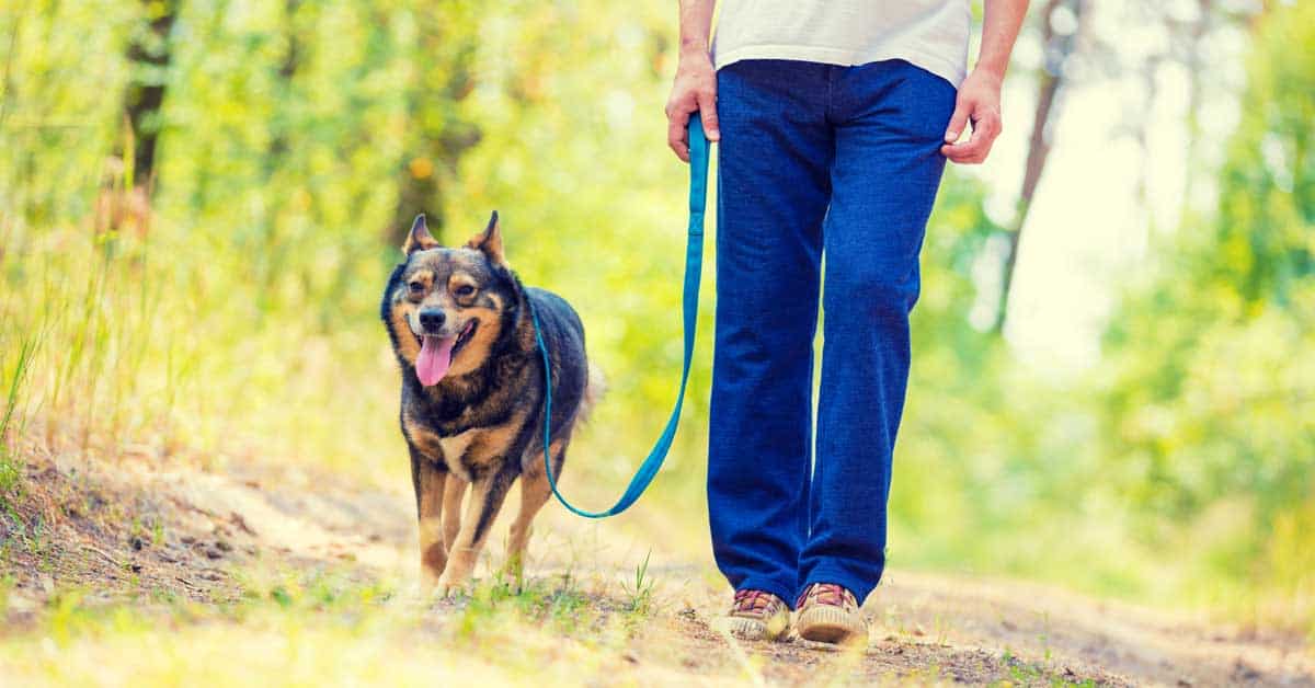 Featured image for “How to Teach Loose-Leash Walking”